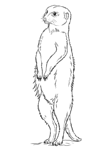 Meerkat Standing Coloring Page